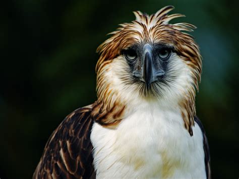 the philippine eagle.